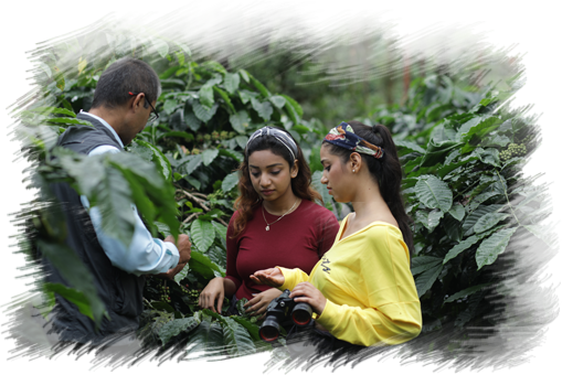 coorg cliff resots and spa